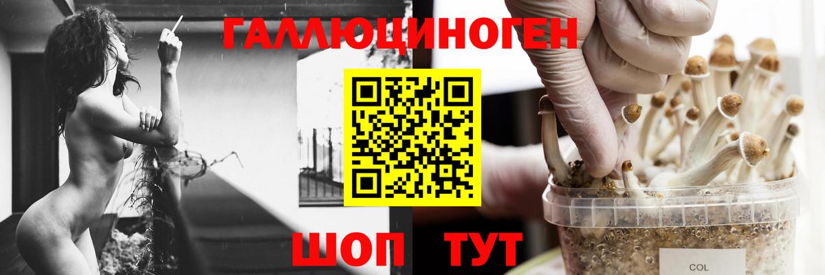 Псилоцибиновые грибы прущие грибы  Вход с VPN  купить наркотик  Гудермес 